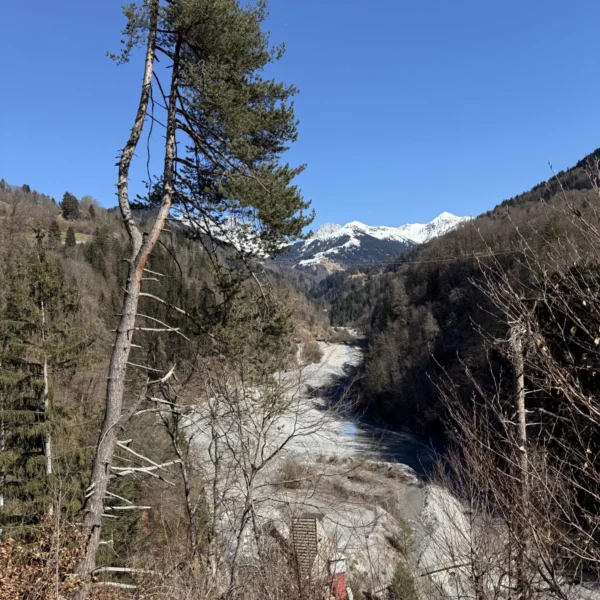 Eine hohe, schlanke Kiefer lehnt sich über ein felsiges Flussbett, umgeben von bewaldeten Hügeln. In der Ferne sind unter einem klaren blauen Himmel schneebedeckte Berge zu sehen.