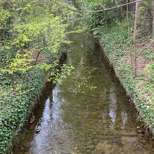 Ein schmaler, flacher Bach – möglicherweise der Aabach oder die Ustermer Aa – fließt durch einen grünen Wald mit üppigen Bäumen und Pflanzen auf beiden Seiten. Das klare Wasser gibt den Blick auf Steine frei, während am linken Ufer eine Ente schwimmt.