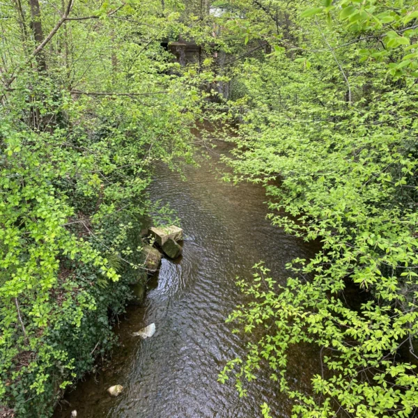 Ein schmaler, flacher Bach – vielleicht die Ustermer Aa oder der Aabach – fließt durch einen üppigen, grünen Wald. Bäume mit dichtem Laub säumen beide Ufer. Im Bachbett liegen verstreut Felsen, und im Hintergrund ist eine kleine Steinstruktur teilweise sichtbar.