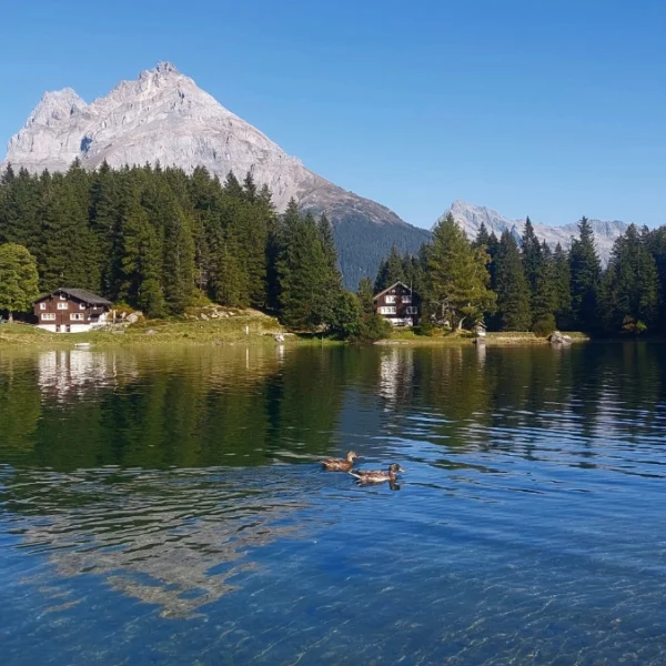 Ein ruhiger Bergsee mit zwei schwimmenden Enten, umgeben von immergrünen Bäumen, Alpenhäusern und hohen, felsigen Gipfeln unter einem klaren blauen Himmel.