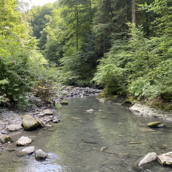 Der Berschnerbach, ein flacher, klarer Bach, fließt sanft über Felsen durch einen üppigen, grünen Wald, dessen Ufer bei Tageslicht von dichten Bäumen und Pflanzen gesäumt sind.