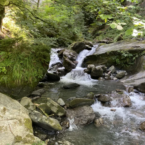 Ein kleiner, klarer Bach, der Berschnerbach, fließt über Felsen und Geröll in einem üppigen, grünen Wald. Sonnenlicht fällt durch die belaubten Bäume und wirft gesprenkeltes Licht auf die moosbedeckten Steine und das Wasser.