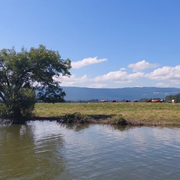 Ein ruhiger Fluss, der dem friedlichen Broye-Kanal in der Schweiz ähnelt, fließt an einem Baum an seinem Ufer vorbei. Dahinter erstreckt sich eine Wiese, auf der Kühe unter einem blauen Himmel mit vereinzelten Wolken grasen, vor der Kulisse der fernen Berggipfel.