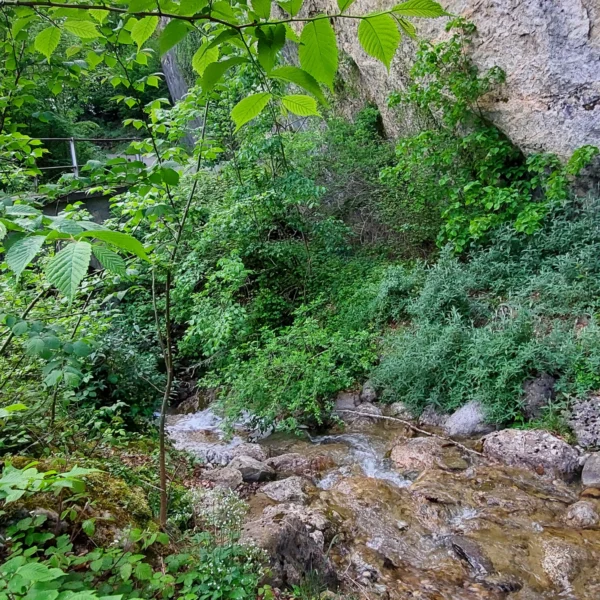 Der Fiderschenbach, ein kleiner felsiger Bach, fließt durch dichte grüne Vegetation am Fuße einer hohen, schroffen Klippe, umgeben von üppigen Pflanzen und Bäumen.