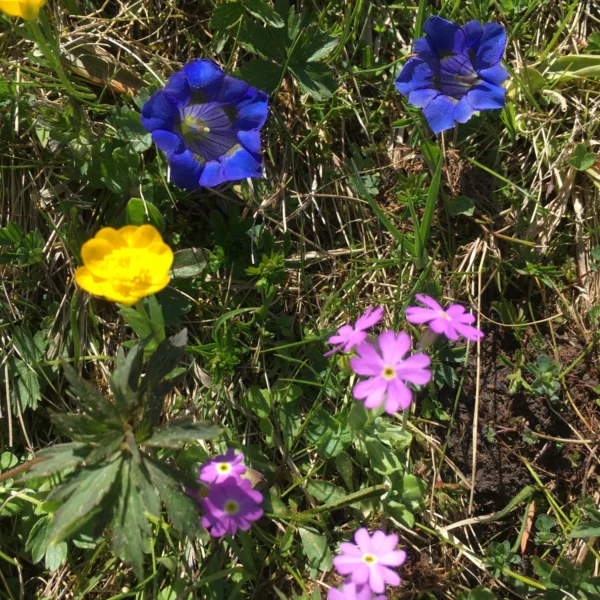 Frühlingsblumen am Stelsersee