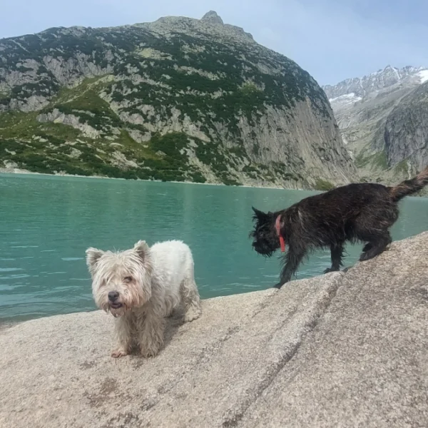 Zwei kleine Hunde, einer weiß und einer schwarz, stehen auf einem großen Felsen neben einem türkisfarbenen See, mit hohen grünen und felsigen Bergen im Hintergrund unter einem bewölkten Himmel.