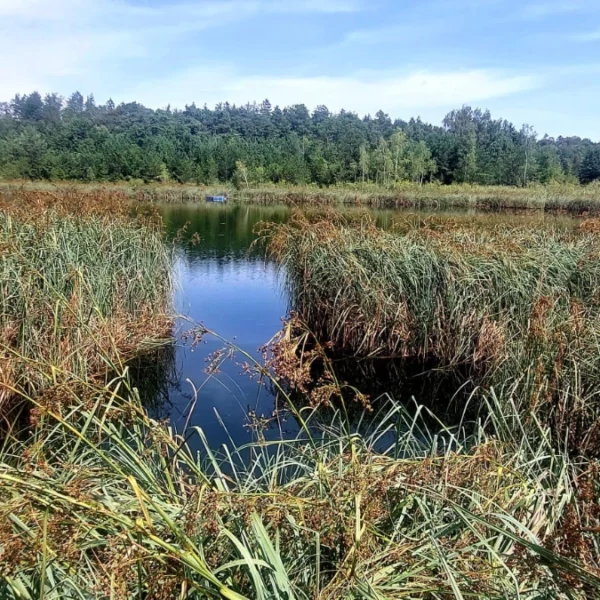 Schwimmende Schilfinseln auf dem Barchetsee