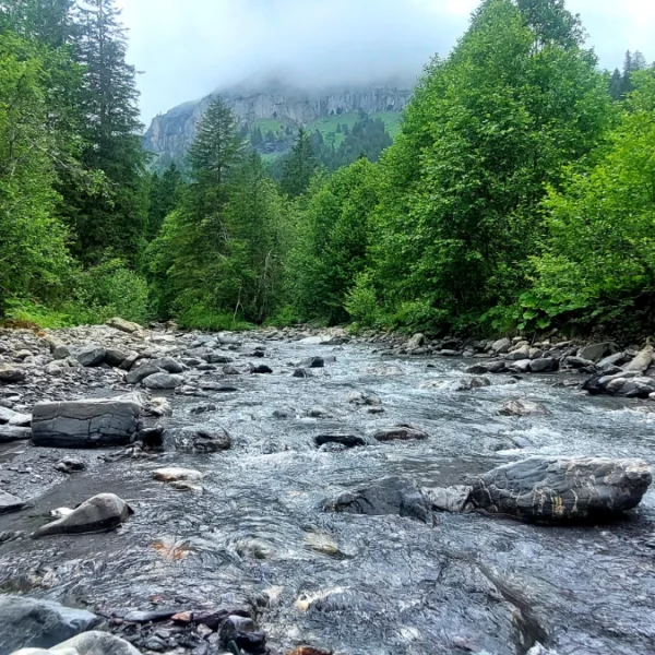 Ein felsiger Bach fließt durch einen üppig grünen Wald mit hohen Bäumen und Vegetation. Im Hintergrund erheben sich neblige Berge, teilweise von Wolken unter einem bedeckten Himmel verhüllt.