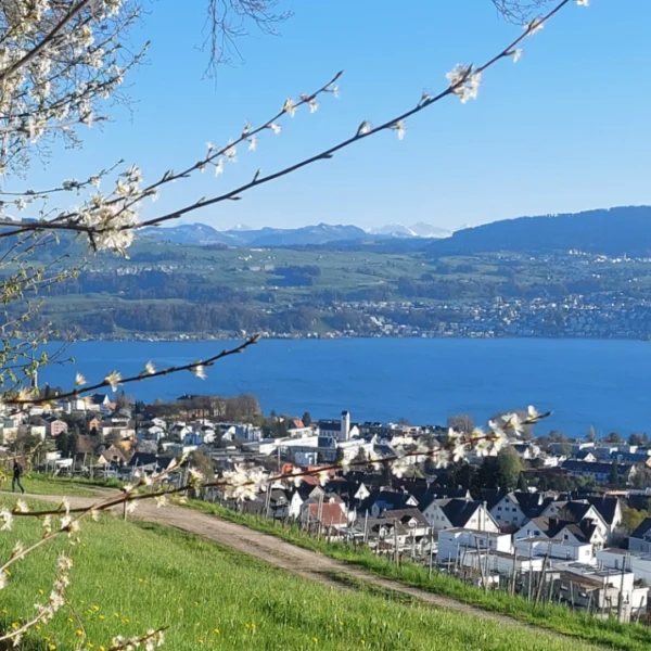Zürichsee bei Stäfa