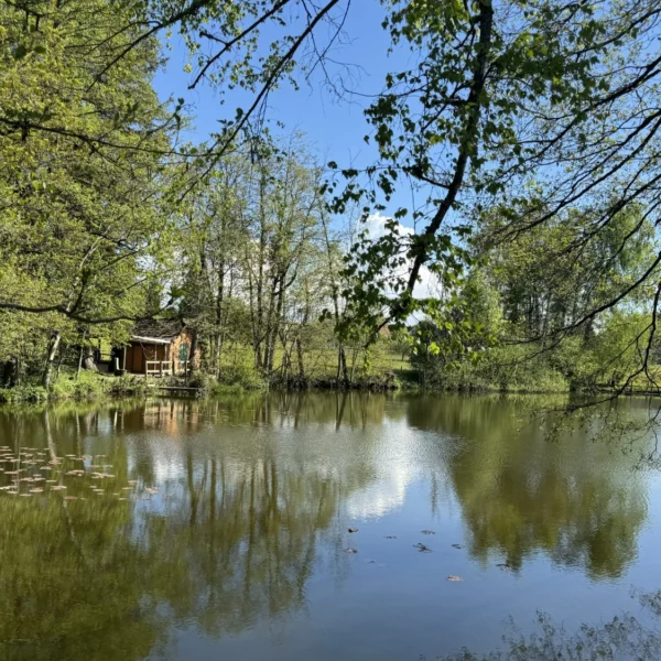 Eine kleine Holzhütte steht am Rande des Niederwiler Weihers, einem ruhigen Teich, umgeben von üppigen grünen Bäumen. Der blaue Himmel und die Wolken spiegeln sich im Wasser, während Äste und Blätter diese friedliche, natürliche Szenerie einrahmen.