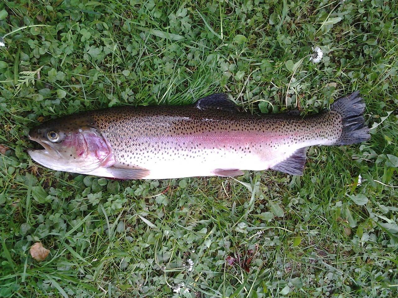 Eine frisch gefangene Forelle liegt auf grünem Gras und zeigt ihren silbernen Körper mit einem rosa Streifen und dunklen Flecken entlang des Rückens und der Flossen, typisch für Fische, die in Schweizer Seen vorkommen.