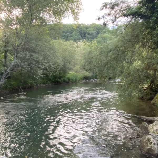 Ein ruhiger Fluss fließt durch einen üppigen, grünen Wald mit überhängenden Bäumen und Felsen an den Ufern. Sonnenlicht fällt durch das Laub und schafft eine ruhige, natürliche Szenerie.