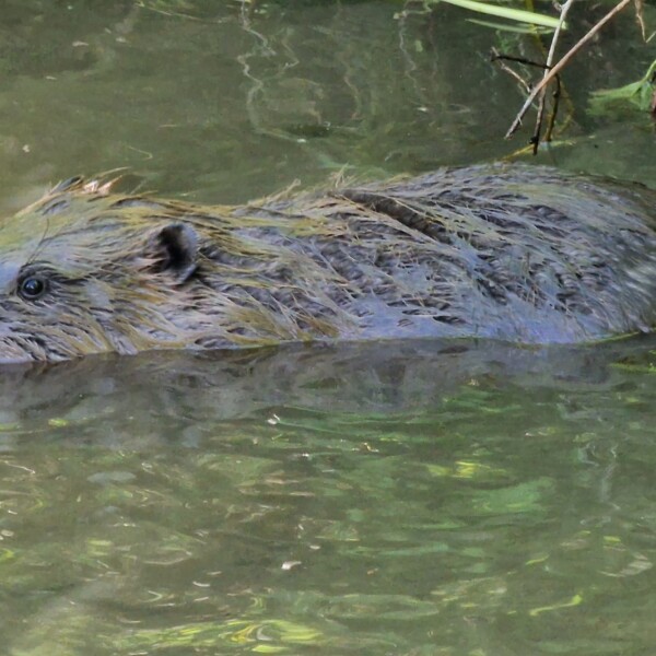 Ein Biber schwimmt im trüben Wasser in der Nähe des Ufers, teilweise untergetaucht, so dass nur sein Kopf und sein Rücken sichtbar sind. Grüne Pflanzen und Äste hängen über der Wasseroberfläche.