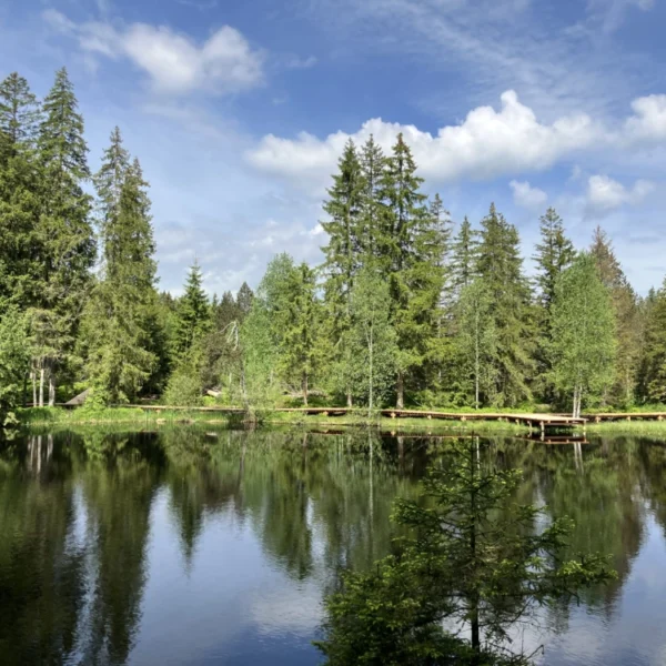 Ein ruhiger Teich im Naturschutzgebiet Étang de la Gruère im Jura, umgeben von hohen Kiefern, mit grünem Gras und einem kleinen Holzsteg. Bäume und Himmel spiegeln sich im Wasser unter einem teilweise bewölkten blauen Himmel.