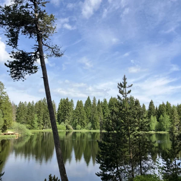 In einem ruhigen See im Jura spiegeln sich hohe immergrüne Bäume und ein teilweise bewölkter blauer Himmel wider. Im Vordergrund ist ein schiefer Baum zu sehen und üppiges Grün umgibt den Étang de la Gruère, ein bekanntes Naturschutzgebiet.