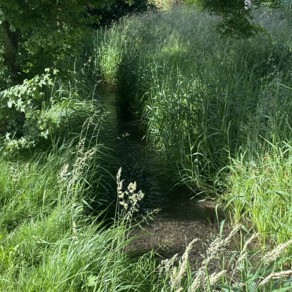 Ein schmaler Bach fließt durch hohes grünes Gras und dichtes Laub, wobei das Sonnenlicht durch das Laub fällt. Im Hintergrund sind teilweise Dächer über der dichten Vegetation zu erkennen.