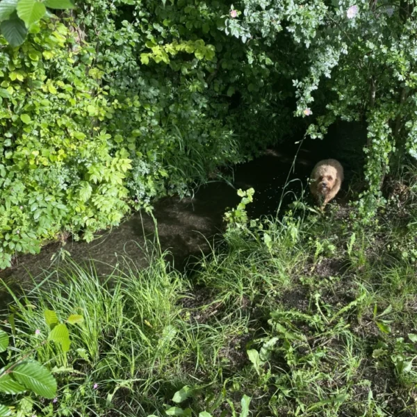 Ein brauner Hund steht in einem kleinen, schattigen Bach, umgeben von dichtem, grünem Laub und hohem Gras, während das Sonnenlicht durch die Blätter fällt.