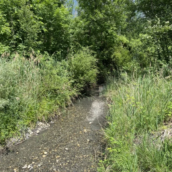An einem sonnigen Tag fließt ein flacher, steiniger Bach durch dichte grüne Vegetation und hohe Gräser, umgeben von Laubbäumen.