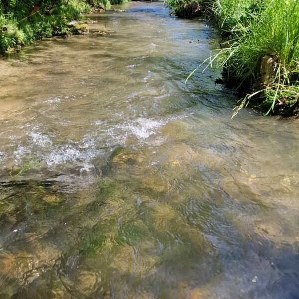 Ein seichter, klarer Bach fließt unter einer kleinen Brücke hindurch, umgeben von grünen Bäumen und Büschen an einem sonnigen Tag. Das Wasser plätschert über Felsen, und das Sonnenlicht fällt durch die Blätter darüber.