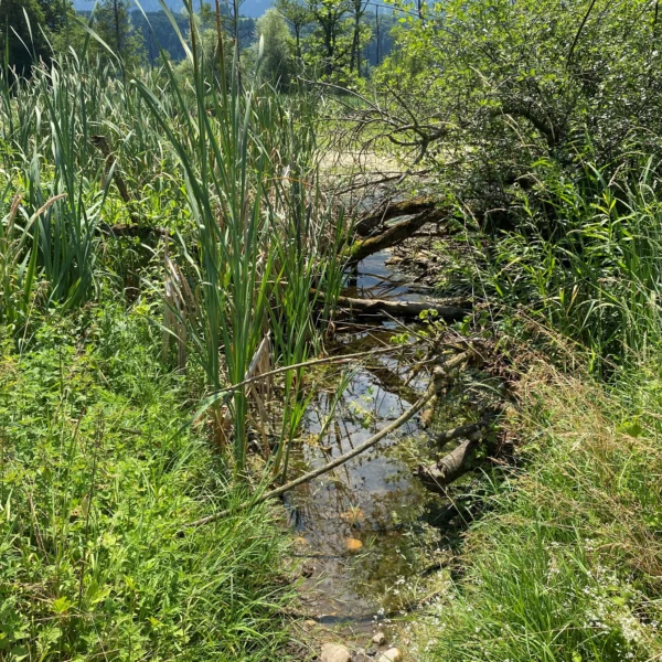 Ein schmaler, klarer Bach fließt durch dichtes grünes Gras und Schilf unter einem umgestürzten Baumast in der Nähe des Amsoldingersees, mit Bergen und Bäumen im sonnigen Hintergrund.