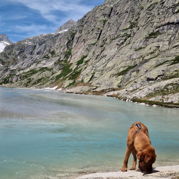 Ein brauner Hund mit einem Geschirr schnüffelt am felsigen Ufer eines türkisfarbenen Bergsees, mit steilen Felswänden und einem teilweise bewölkten Himmel im Hintergrund.
