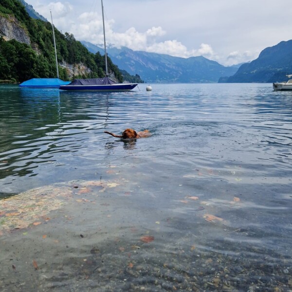 Ein brauner Hund schwimmt in einem klaren See in der Nähe eines felsigen Ufers, mit Segelbooten und bewaldeten Bergen im Hintergrund unter einem teilweise bewölkten Himmel.