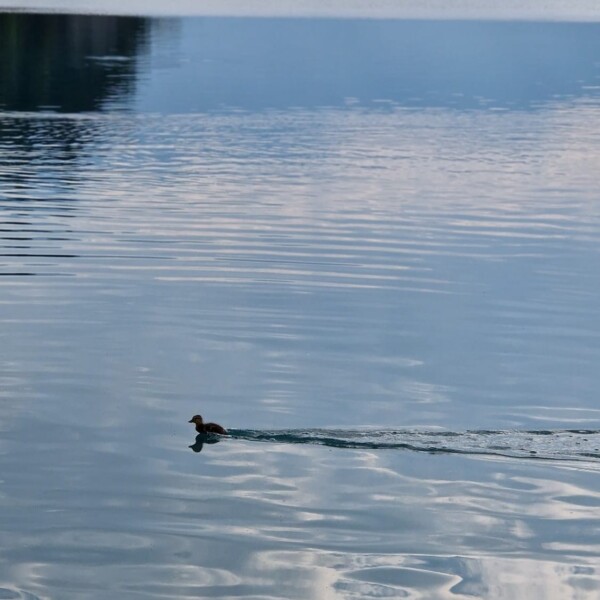 Eine einzelne Ente schwimmt über einen ruhigen See und hinterlässt sanfte Wellen. Im Wasser spiegeln sich der Himmel und die nahe gelegenen Bäume, und im Hintergrund sind schwach die fernen Berge zu erkennen.