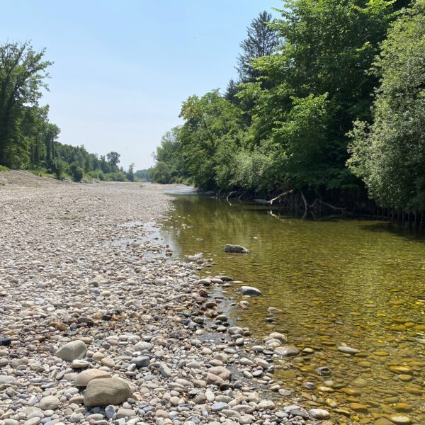 Ein seichter Fluss mit klarem Wasser fließt neben einem felsigen, mit Kieselsteinen bedeckten Ufer, umgeben von dichten, grünen Bäumen unter einem hellen, sonnigen Himmel.