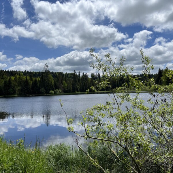 Ein ruhiger See, möglicherweise der Étang des Royes, ist von grünen Bäumen und Sträuchern umgeben, und der teilweise bewölkte blaue Himmel spiegelt sich auf der Wasseroberfläche. Die friedliche Szene erinnert an die Beschaulichkeit der Natur, mit belaubten Zweigen im Vordergrund.