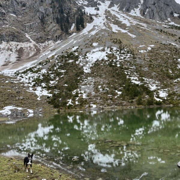 Ein schwarz-weisser Hund steht auf einer Wiese neben dem Gantrischseeli, einem grünen See. Im Hintergrund erheben sich schneebedeckte Berge unter einem bewölkten Himmel.