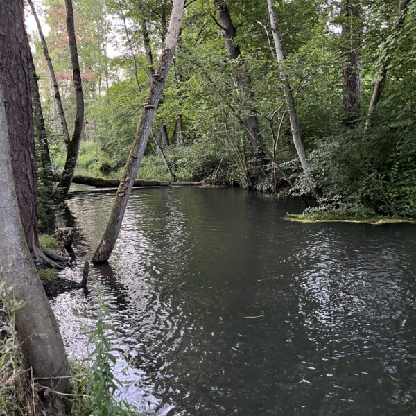 Ein ruhiger Waldbach in der Nähe von Münsingen fließt unter hohen, belaubten Bäumen mit grünem Blattwerk. Einige Bäume, wie die im Giesse-Wald, neigen sich über das Wasser und spiegeln sich sanft im weichen Tageslicht.