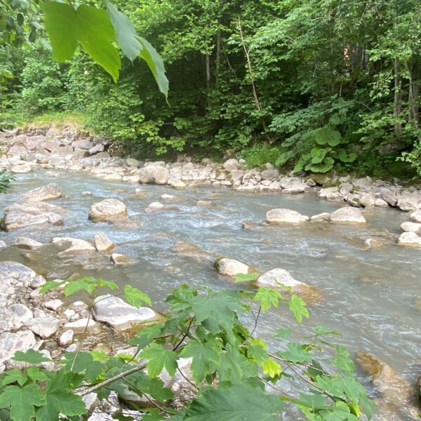 Ein klarer, seichter Fluss fließt über Felsen durch einen üppigen, grünen Wald. Umgeben von belaubten Ästen und felsigen Ufern, schafft die Kleine Simme eine ruhige und natürliche Szene in dieser friedlichen Waldumgebung.