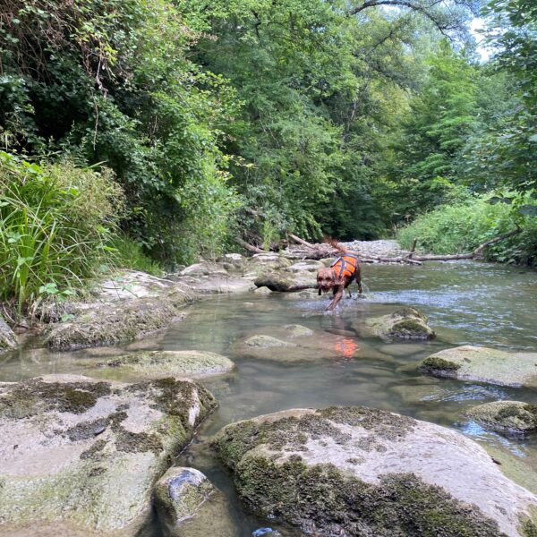 Ein kleiner Hund mit einem orangefarbenen Geschirr läuft durch einen flachen, felsigen Bach, der von üppigen grünen Bäumen und Pflanzen umgeben ist.
