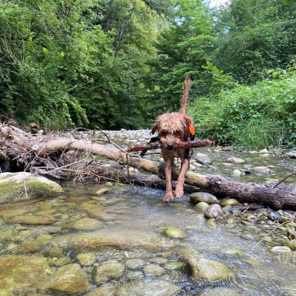 Ein nasser, brauner Hund, der einen großen Stock trägt, überquert einen seichten, felsigen Bach in einem üppigen, grünen Wald. Umgefallene Äste und dichtes Laub umgeben das klare Wasser.