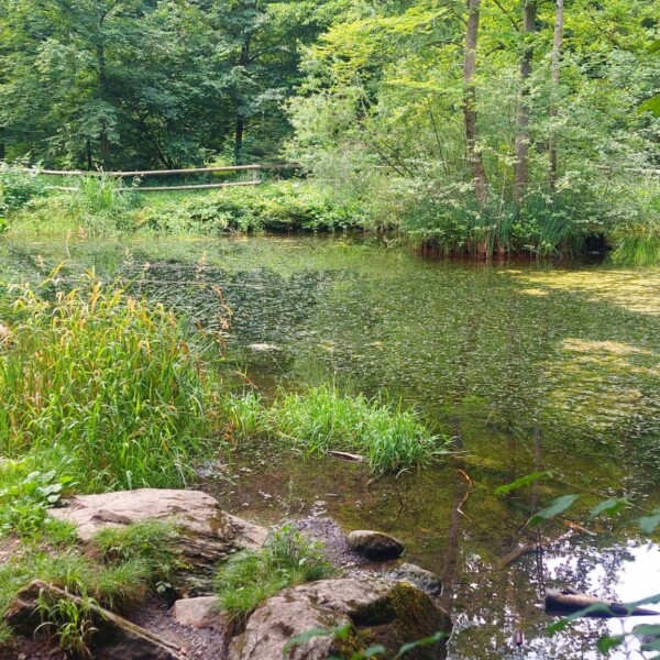 Ein kleiner, klarer Teich - der Moosholzweiher - inmitten von üppiger grüner Vegetation und Bäumen, mit Steinen und hohem Gras am Rande des Wassers. Ein Holzzaun säumt den Hintergrund, während Flecken von Algen sanft auf der Oberfläche schwimmen.
