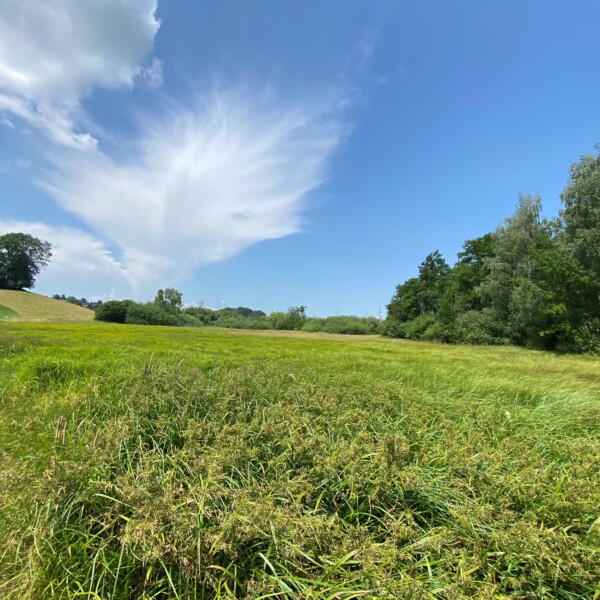 Ein üppiges grünes Feld mit hohem Gras unter einem strahlend blauen Himmel mit weißen Wolken. Bäume säumen das Feld, und ein einzelner hoher Baum steht auf der linken Seite. Die Szene ist friedlich und sonnig.