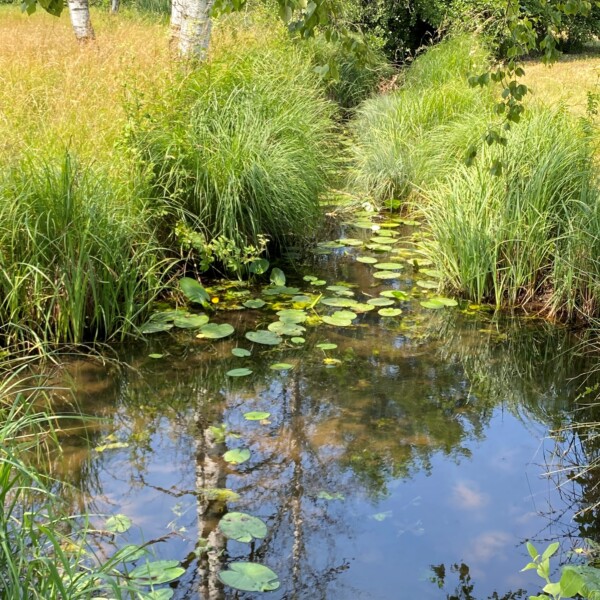 Ein kleiner, klarer Bach mit Seerosenblättern fließt durch hohes Gras und Schilf auf einer sonnenbeschienenen Wiese. Birken und belaubte Äste spiegeln sich im Wasser, während im Hintergrund grüne Bäume zu sehen sind.