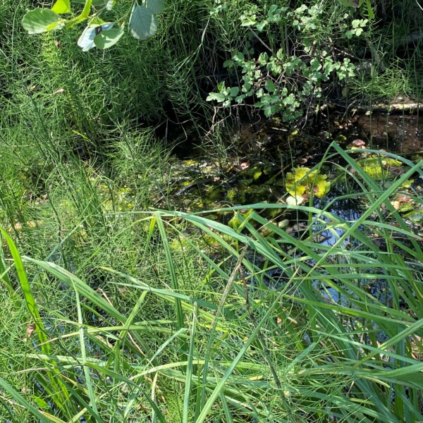 Ein kleiner, flacher Teich, umgeben von dichten, grünen Gräsern und Blättern. Das Sonnenlicht hebt Flecken von Algen und schwimmenden Blättern auf der Wasseroberfläche hervor.