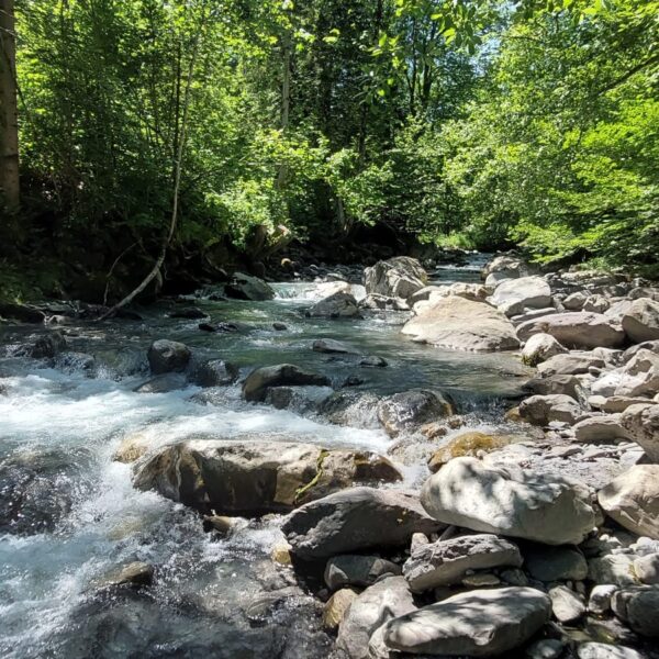 Ein klarer, felsiger Bach fließt durch einen üppigen, sonnenbeschienenen Wald mit grünen Bäumen und schemenhaftem Sonnenlicht, das auf das Wasser und die Steine fällt.