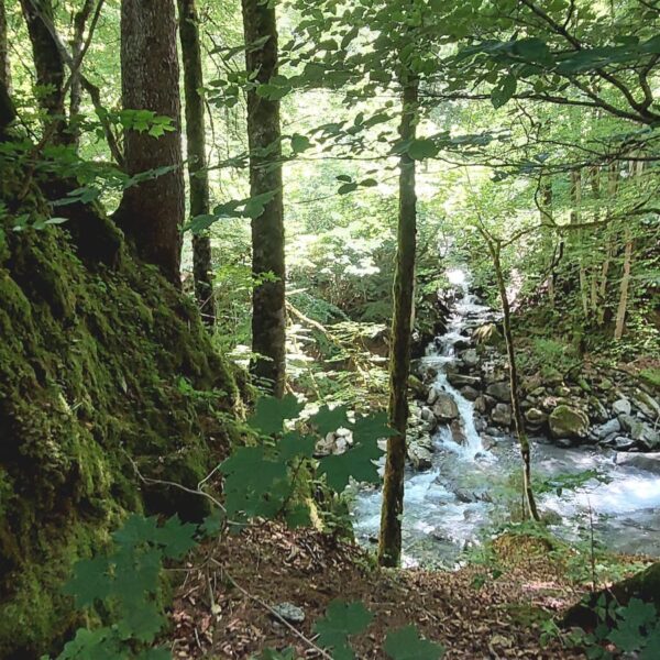 Eine Waldszene mit Sonnenlicht, das durch grüne Bäume fällt, ein moosbewachsener Hügel auf der linken Seite und ein kleiner Bach, der über Felsen im Hintergrund fließt.