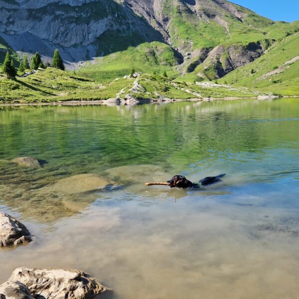 Ein schwarzer Hund schwimmt in einem klaren Bergsee mit einem Stock im Maul, umgeben von grünen Hügeln und felsigen Bergen unter einem strahlend blauen Himmel. Große Felsen säumen das Ufer im Vordergrund.