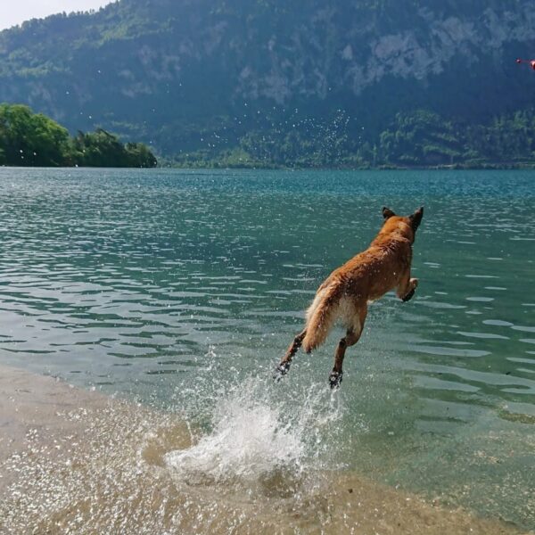 Ein brauner Hund springt energisch in einen klaren See, spritzt Wasser, mit Bergen und Bäumen im Hintergrund an einem sonnigen Tag.