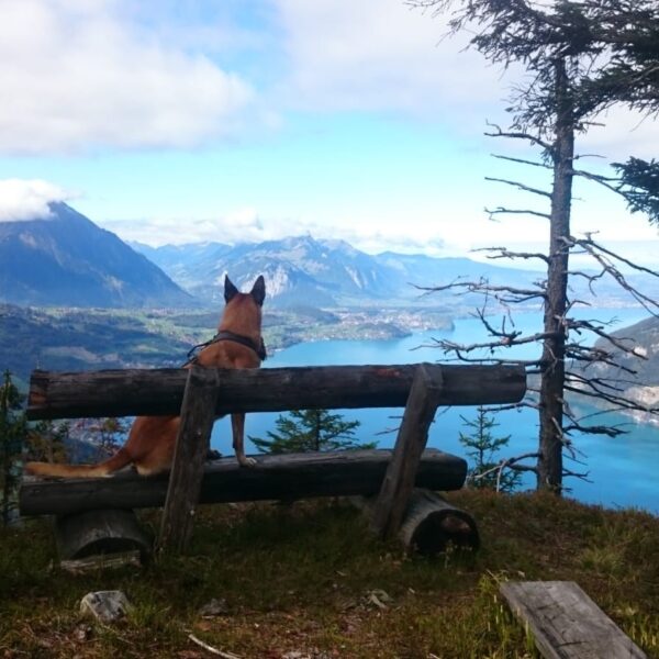 Ein Hund sitzt auf einer rustikalen Holzbank und blickt auf eine malerische Berglandschaft mit einem blauen See, fernen Gipfeln und einem teilweise bewölkten Himmel, umrahmt von Bäumen.
