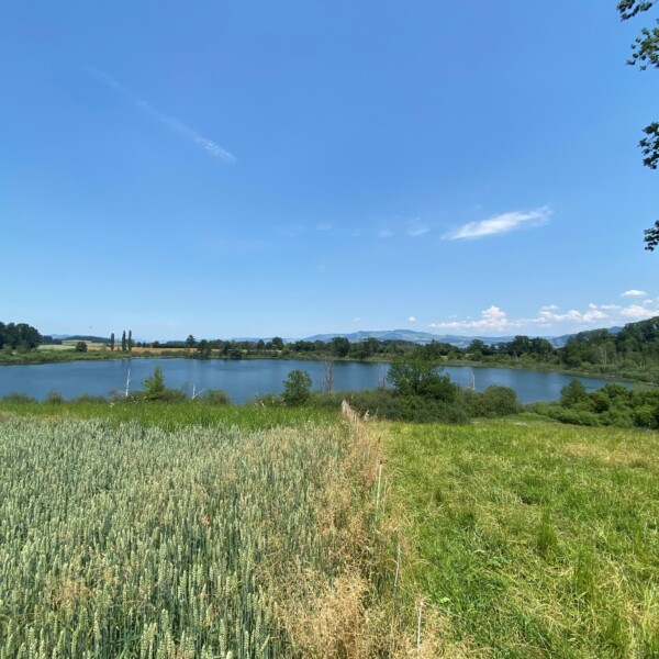Eine malerische Landschaft mit einem See, umgeben von grünen Feldern, Bäumen und entfernten Hügeln unter einem klaren blauen Himmel mit ein paar verstreuten Wolken.