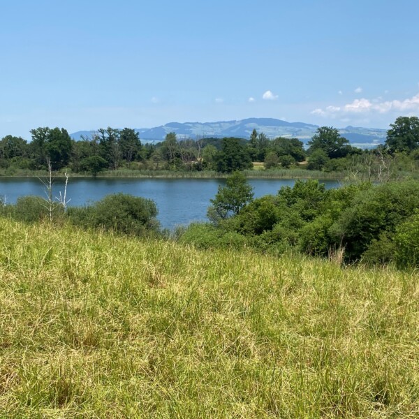 Eine grasbewachsene Wiese führt zu einem ruhigen, von grünen Bäumen umgebenen See, mit fernen Bergen und einem klaren blauen Himmel im Hintergrund.