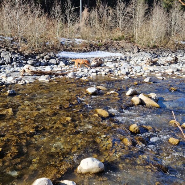 Ein flacher, felsiger Fluss - wahrscheinlich die Weiße Lütschine - fließt durch ein bewaldetes Gebiet unter einem klaren blauen Himmel. Ein Fuchs läuft über eine verschneite Stelle am Flussufer, umgeben von blattlosen Sträuchern und hohen immergrünen Bäumen im Hintergrund.