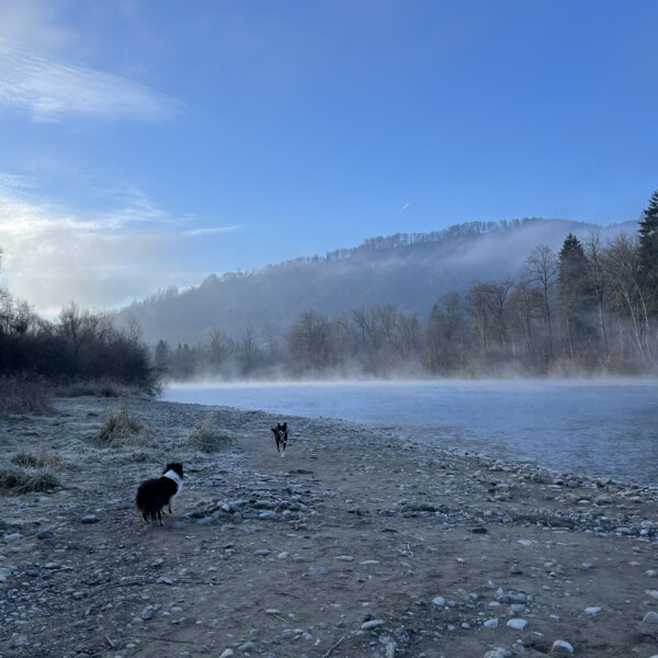 Zwei Hunde stehen an einem nebligen Morgen an einem felsigen Flussufer, mit Bäumen, Bergen und einem blauen Himmel im Hintergrund. Der Nebel schwebt über dem ruhigen Wasser und schafft eine heitere, natürliche Szene.