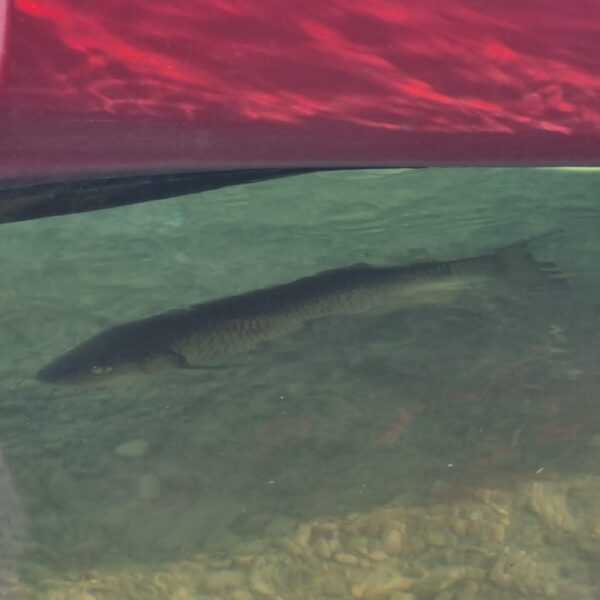 Fisch im Baggersee Kriessern unter einem roten Boot. Klares Wasser.