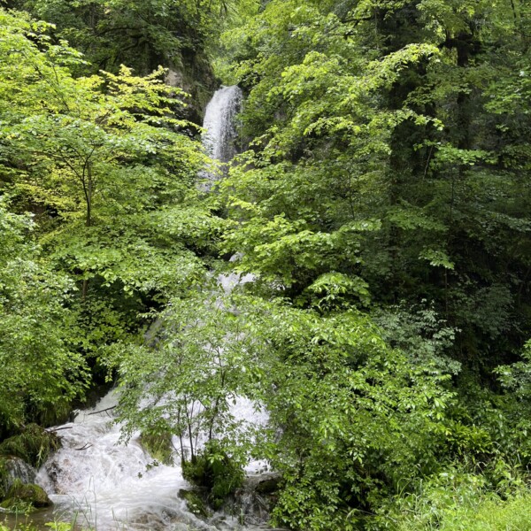 Ein kleiner Wasserfall stürzt in Kaskaden über Felsen, umgeben von üppig grünen Bäumen und dichtem Blattwerk, und ein Bach fließt durch den Vordergrund in einer lebendigen Waldlandschaft.