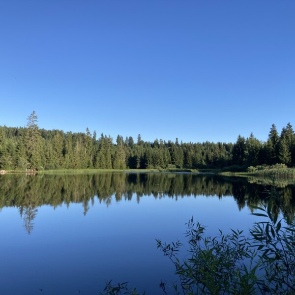 Ein ruhiger See, bekannt als Étang des Royes, spiegelt einen klaren blauen Himmel und einen dichten Wald aus immergrünen Bäumen entlang seines Ufers wider, in dessen Vordergrund grüne Pflanzen gedeihen.